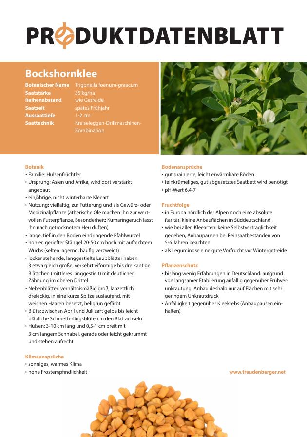 Bockshornklee Trigonella foenum-graecum
