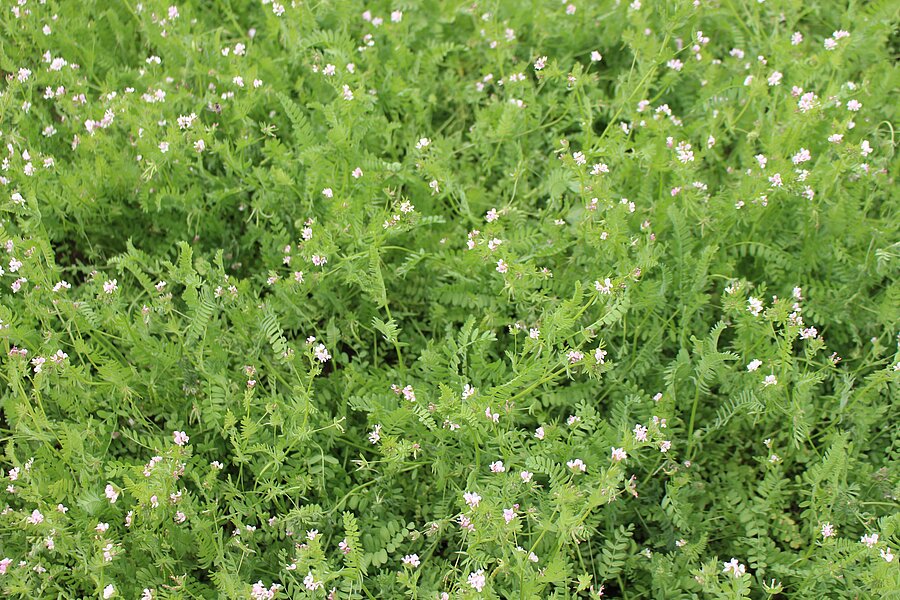 Serradella – Pflanzenbestand