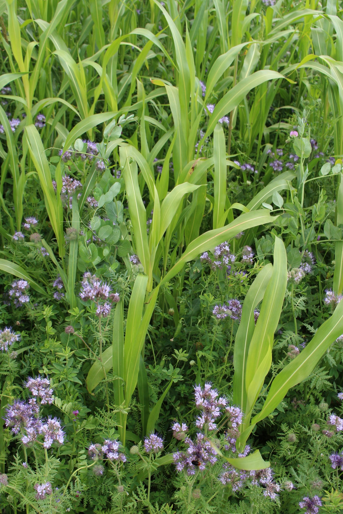 Terra Gold TG 1 Humus Zwischenfruchtbestand auf dem Acker