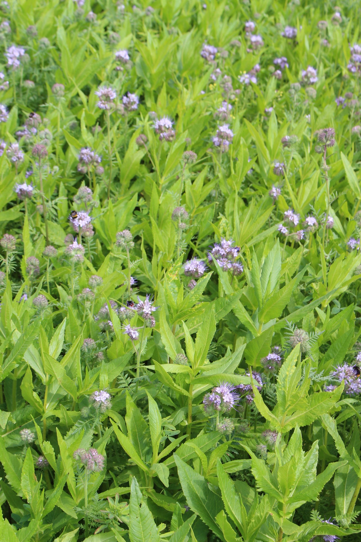 Terra Gold TG 25 Allround Zwischenfruchtbestand auf dem Acker