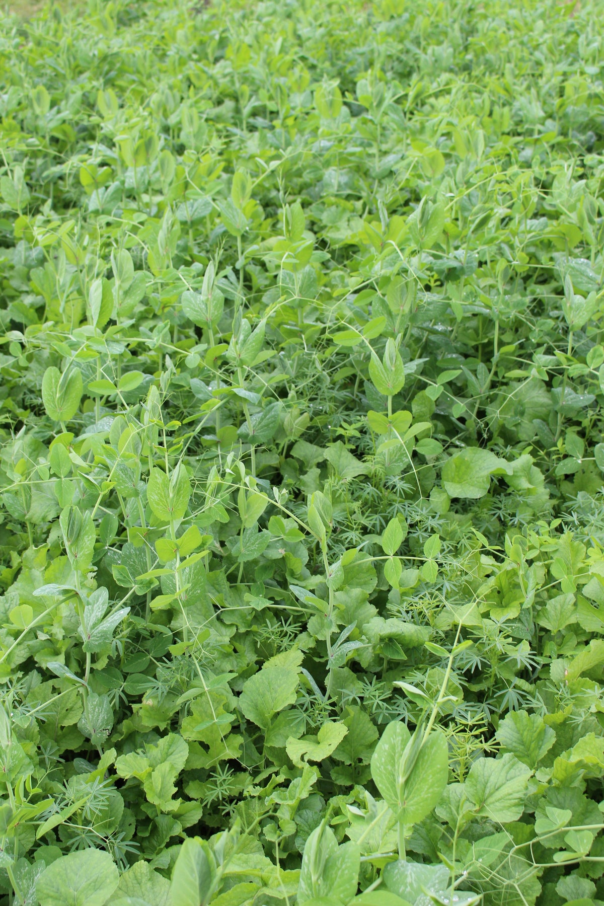 Terra Gold TG 3 Solara Zwischenfruchtbestand auf dem Acker