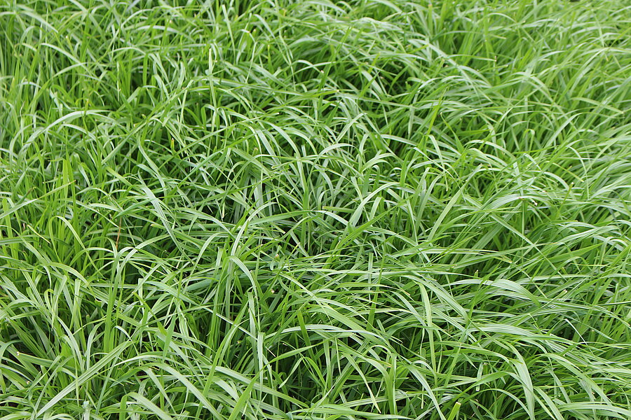 Welsches Weidelgras ZS – Pflanzenbestand