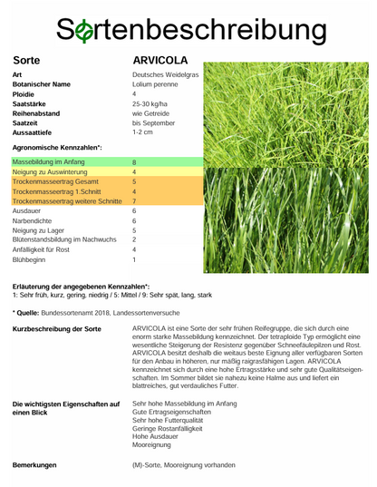 ARVICOLA, t. Deutsches Weidelgras - Lolium perenne