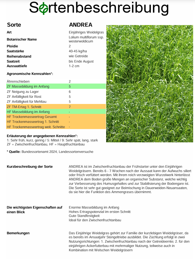 ANDREA, d. Einjähriges Weidelgras - Lolium multiflorum ssp. westerwoldicum