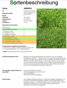 ANDREA, d. Einjähriges Weidelgras - Lolium multiflorum ssp. westerwoldicum