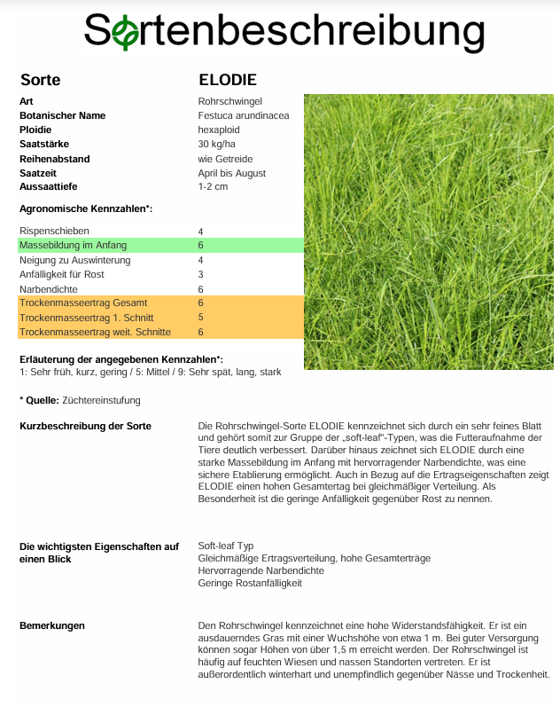 ELODIE Rohrschwingel - Festuca arundinacea