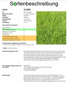 ELODIE Rohrschwingel - Festuca arundinacea
