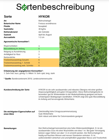 HYKOR Rohrschwingel - Festuca arundinacea