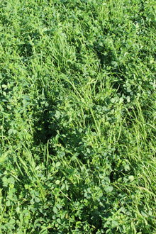 ProGreen FU 8