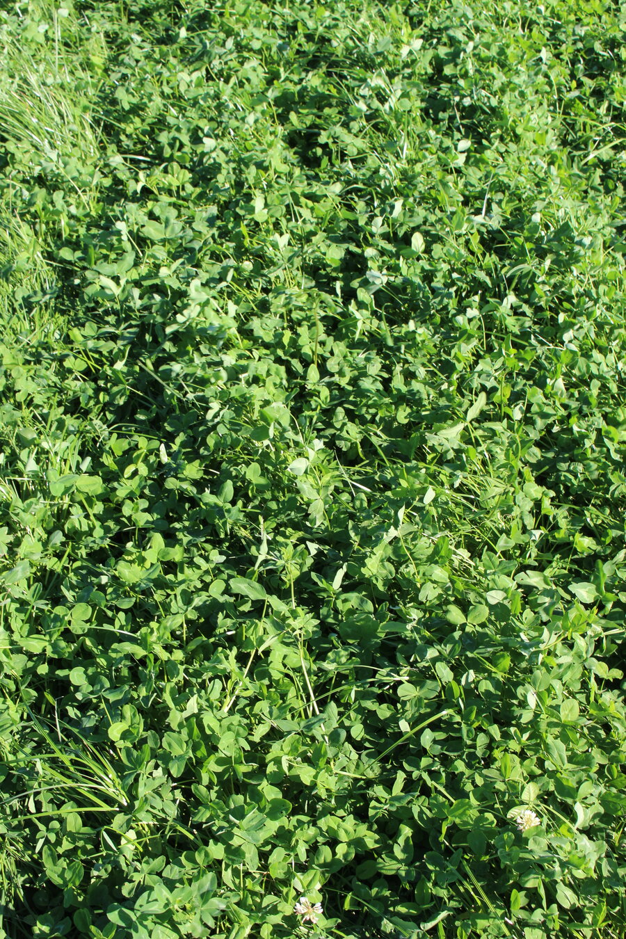 MehrGras FE 540