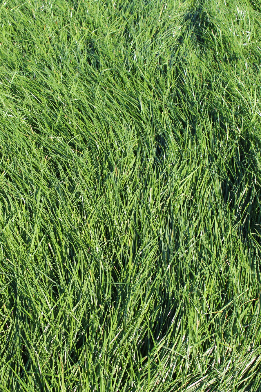 MehrGras FE 510 Quatro
