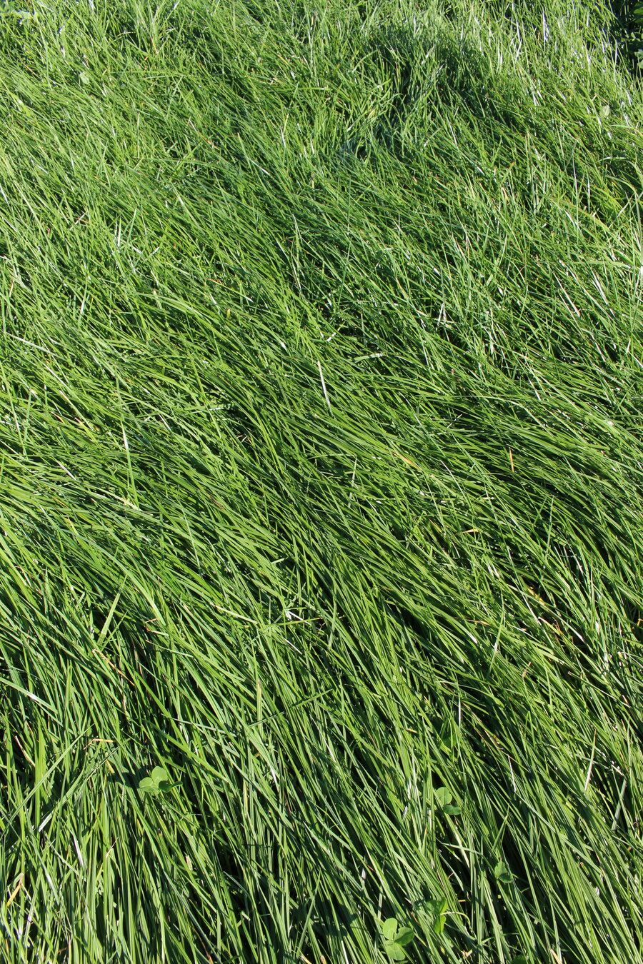 MehrGras FE 500 Quatro