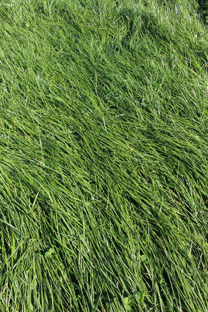MehrGras FE 500 Quatro