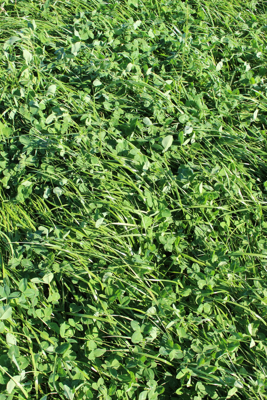 MehrGras FE 320
