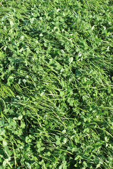 MehrGras FE 320