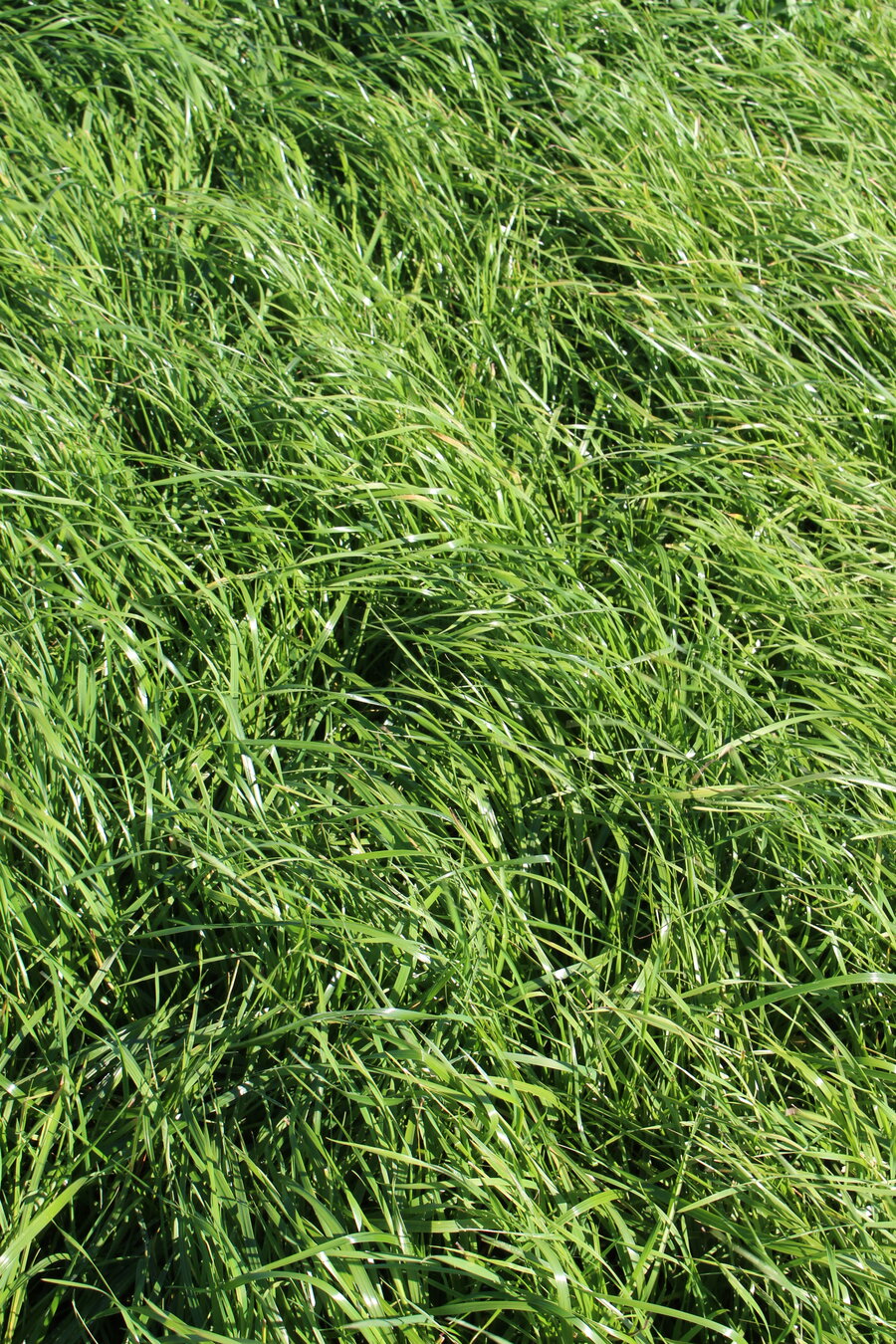 ProGreen  9