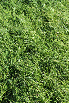 ProGreen  9