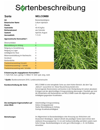 MELCOMBI, t. Bastardweidelgras - Lolium hybridum