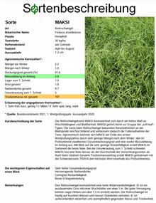 MAKSI Rohrschwingel - Festuca arundinacea
