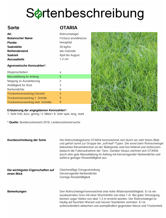 OTARIA Rohrschwingel - Festuca arundinacea