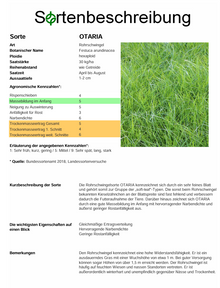 OTARIA Rohrschwingel - Festuca arundinacea