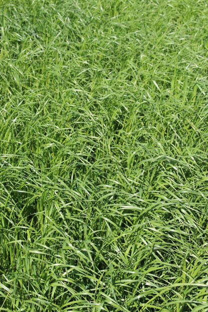 ProGreen FU 1 Bestand mit Welschem Weidelgras