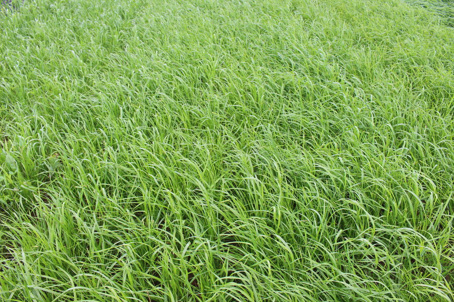 ProGreen FU 2 Futtergrasbestand mit Welschem und Einjährigem Weidelgras