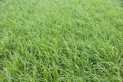 ProGreen FU 2 Futtergrasbestand mit Welschem und Einjährigem Weidelgras