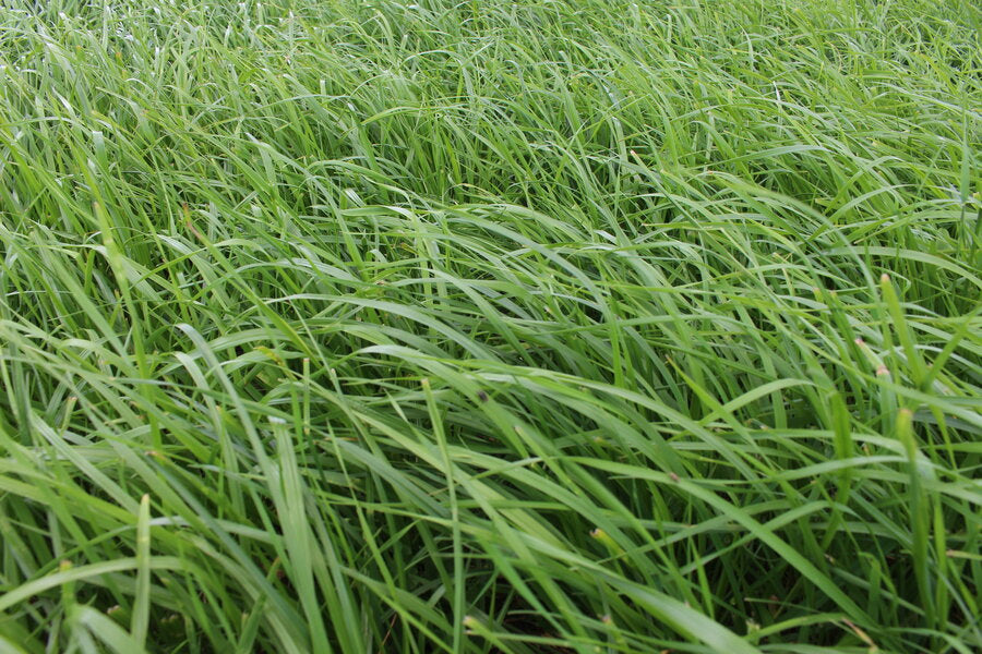 ProGreen FU 3 mehrjähriger Futtergrasbestand