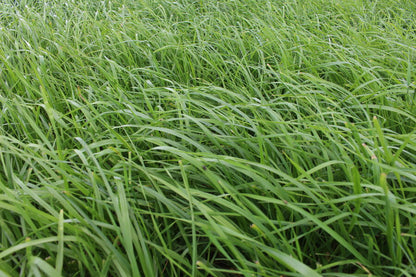 ProGreen FU 3 mehrjähriger Futtergrasbestand