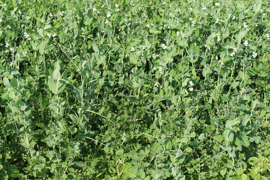ProGreen FU 6 Bestand aus Erbsen und Wicken zur Futterproduktion