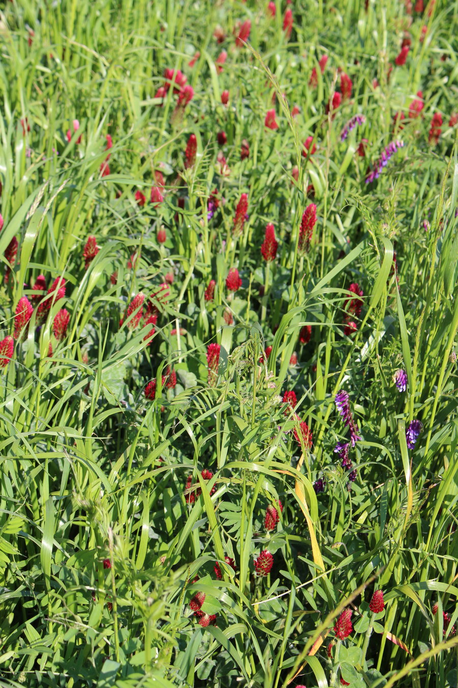 ProGreen FU 7 Winterzwischenfrucht im Feldbestand