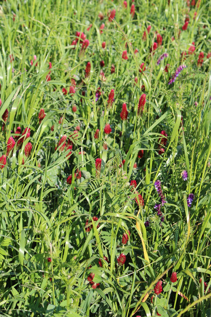 ProGreen FU 7 Winterzwischenfrucht im Feldbestand