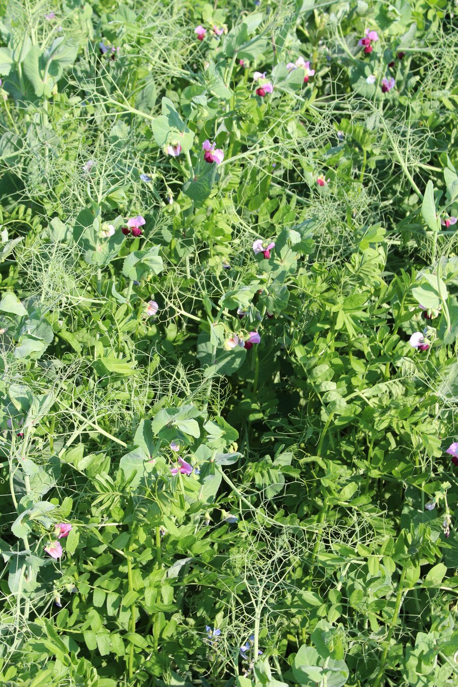 ProGreen FU 5 Hülsenfrucht-Gemenge als Zwischenfrucht