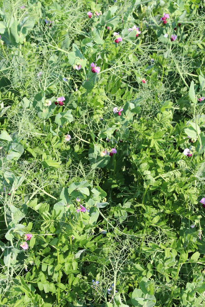 ProGreen FU 5 Hülsenfrucht-Gemenge als Zwischenfrucht