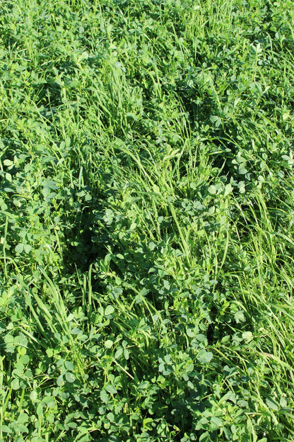 ProGreen FU 8 Luzerne-Gras-Bestand auf einem Futterfeld