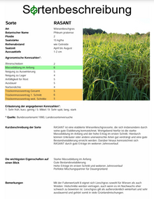 RASANT Wiesenlieschgras - Phleum pratense