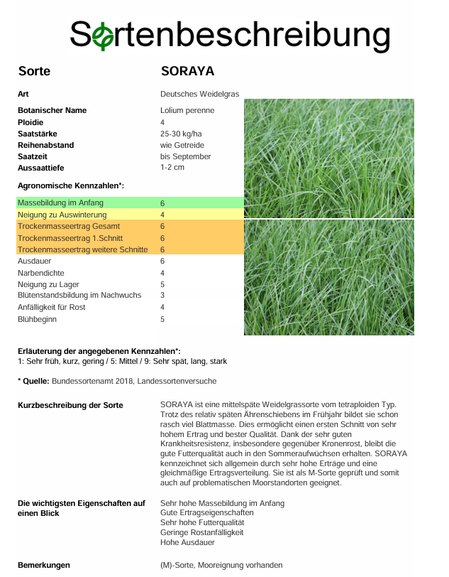 SORAYA, t. Deutsches Weidelgras - Lolium perenne