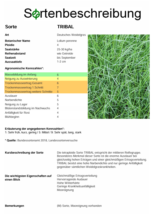 TRIBAL, t. Deutsches Weidelgras - Lolium perenne