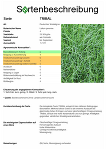 TRIBAL, t. Deutsches Weidelgras - Lolium perenne