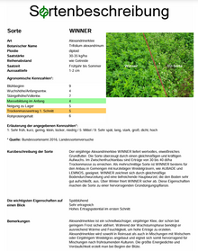 WINNER Alexandrinerklee - Trifolium alexandrinum