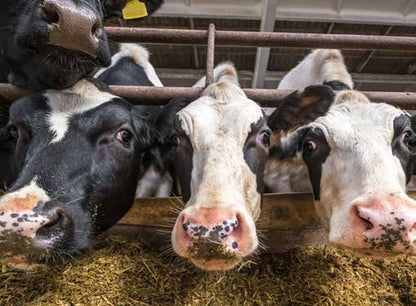 Rinder bei der Futteraufnahme – ADDCON XF Superfine für TMR-Mischungen