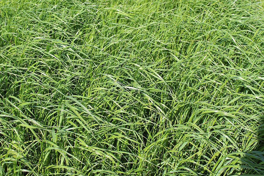 Bastardweidelgras im Bestand – Lolium hybridum