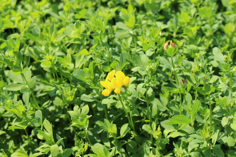 BULL Hornklee - Lotus corniculatus