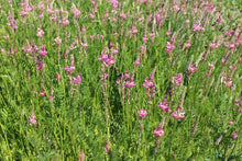 Esparsette - Onobrychis viciifolia