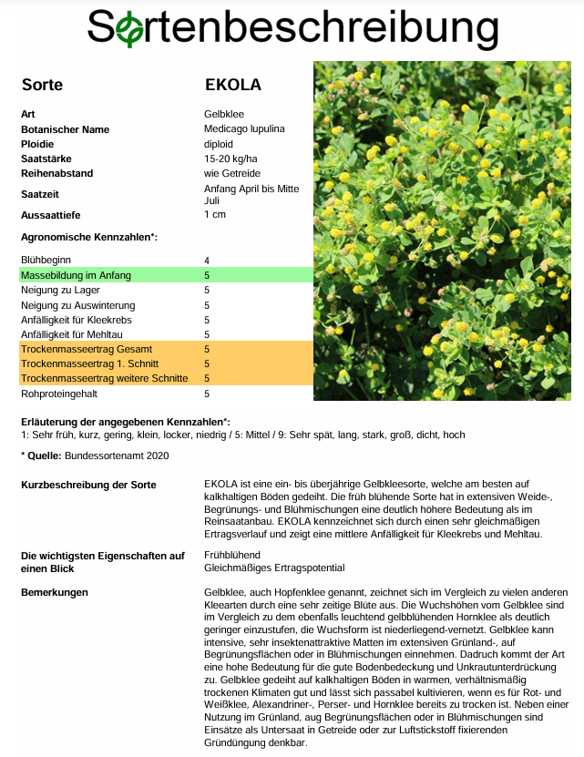 EKOLA Gelbklee - Medicago lupulina