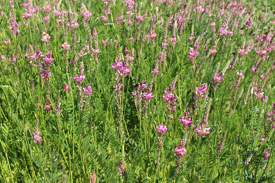 Esparsette HS – Pflanzenbestand