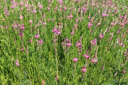 Esparsette HS – Pflanzenbestand