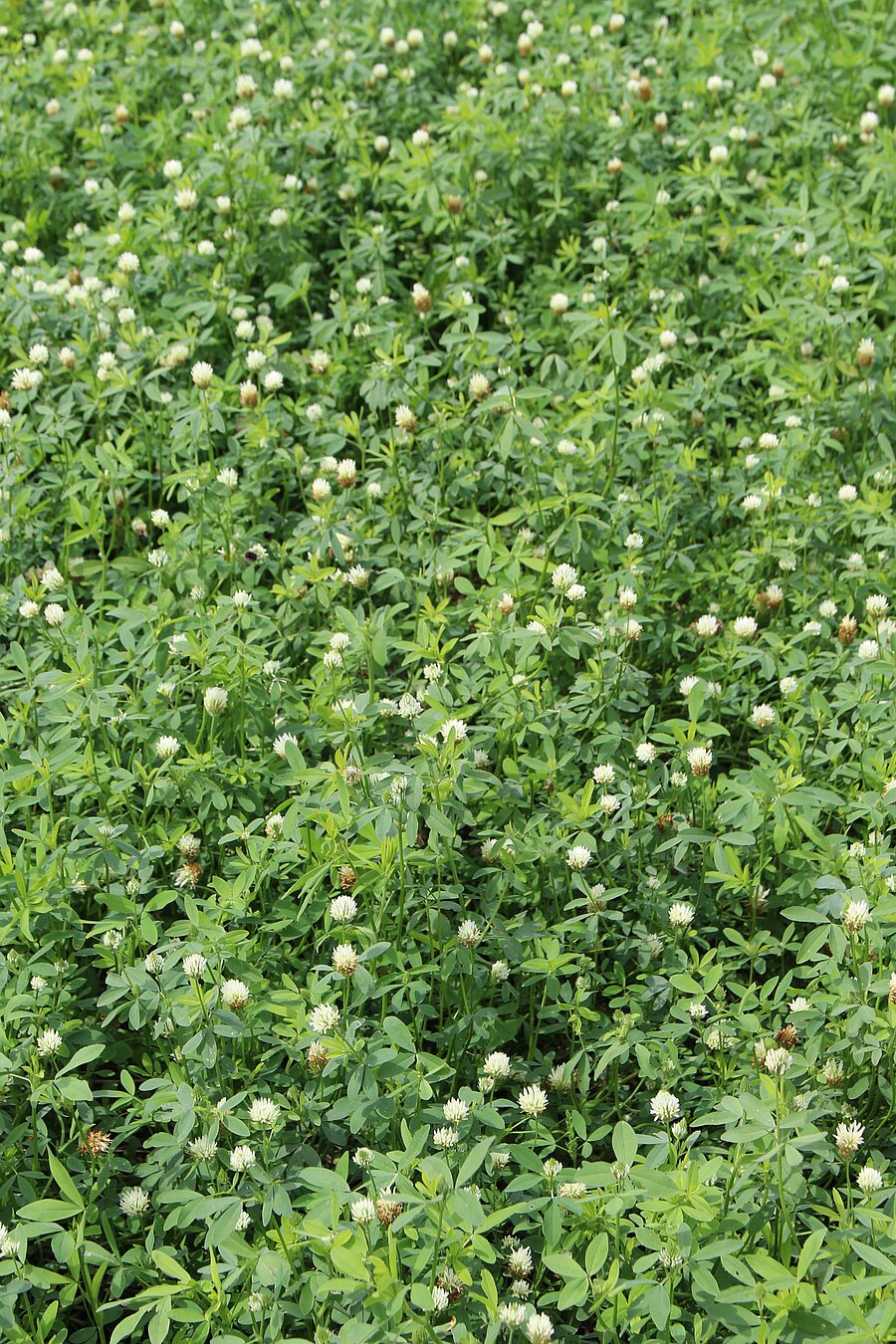 ProGreen WB 250 Sommerbegrünung für alle Lagen: Alexandrinerklee als Bestandteil der Mischung