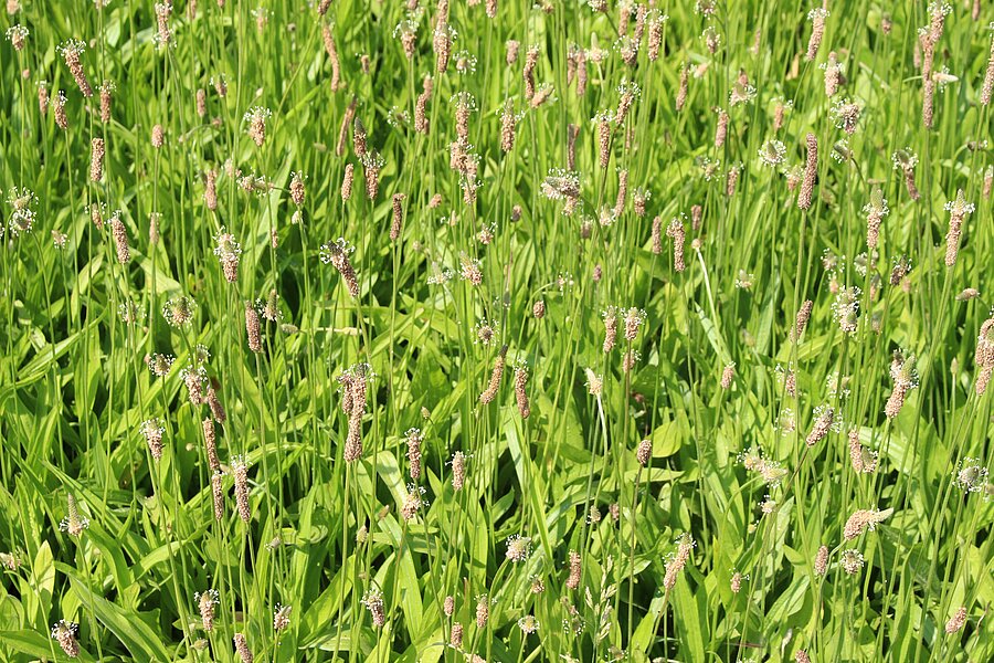ProGreen® 8 Schaf- und Kleintierweide: Spitzwegerich als Bestandteil der Mischung